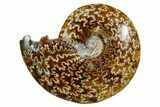 Polished Ammonite (Cleoniceras) Fossil - Madagascar #352375-1